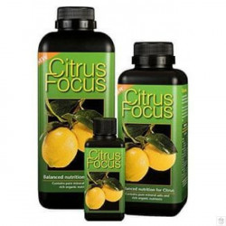 Citrus Focus...