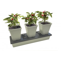 Garland G286 Triogrow Self...