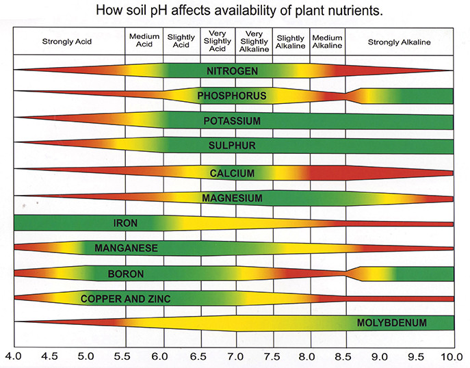 Четири неща, които трябва да знаете за pH нивото на почвата